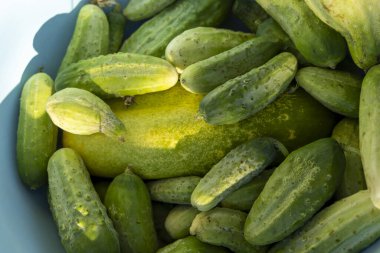 Bir demet yeşil turşu mavi bir kasede. Turşuların hepsi farklı boyutlarda ve şekillerde.