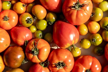 Bir masanın üzerinde bir demet domates ve yeşil domates sergilenir. Domateslerin boyutları ve renkleri farklıdır, bazıları kırmızı, bazıları yeşildir. Bolluk ve çeşitlilik kavramı