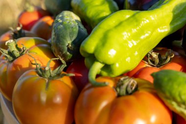 Bir demet domates ve biber üst üste yığılır. Biberler yeşil, domatesler kırmızı.