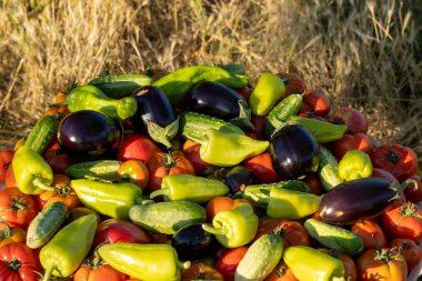 İçinde domates, salatalık ve biber olan bir yığın sebze. Sebzeler birbirine karıştırılmış ve yeni toplanmış gibi görünüyor.