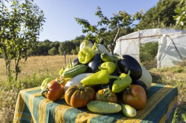 Domatesler, salatalıklar ve biberlerle dolu bir masa. Masa arka planda çitlerle çevrili bir yerde.