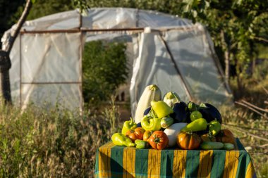 Bir masa dolusu sebze, domates, biber ve salatalık. Sebzeler üst üste yığılır ve bir masanın üzerinde sergilenir. Sahne bir bahçede ya da serada geçiyor.