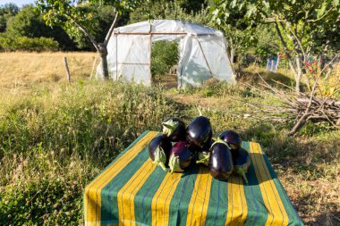 Üzerinde mor sebzeler olan bir masa. Sebzeler patlıcan. Masa tarlada.