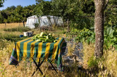 Üzerinde bir sürü sebze olan bir masa. Sebzeler yeşil ve sarı. Masa bir tarlada.