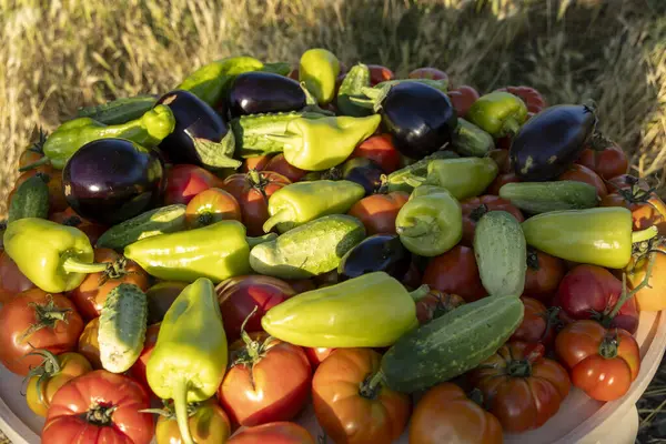 Domates, salatalık ve biber gibi çeşitli sebzeler ahşap bir masaya yayılır.