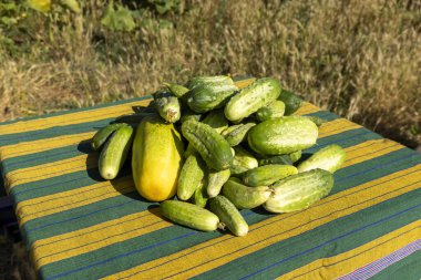 Bir grup salatalık bir masanın üstüne istiflenmiş. Masa çizgili bir bezle kaplı.