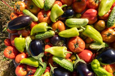 Bir kase sebze, domates, salatalık ve biber. Kase çeşitli sebzelerle dolup taşıyor, renkli ve canlı bir sahne yaratıyor.