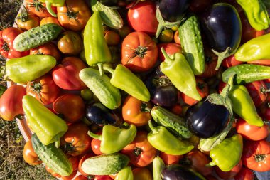 İçinde domates, salatalık ve biber olan bir sepet sebze. Sepet çeşitli sebzelerle dolup taşıyor, renkli ve canlı bir sahne yaratıyor.