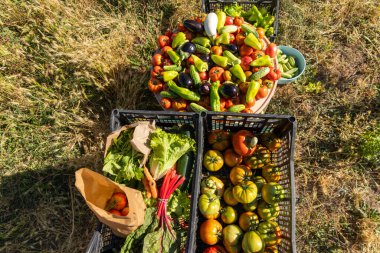 İçinde domates, salatalık ve havuç olan bir sepet sebze. Sebzeler bir tarlada sergileniyor.