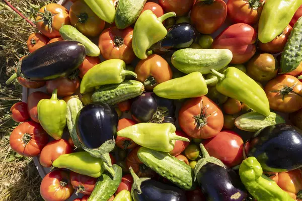 Bir kase sebze, domates, salatalık ve biber. Kase çeşitli sebzelerle dolup taşıyor, renkli ve canlı bir sahne yaratıyor.