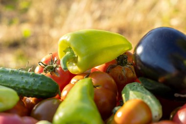 İçinde domates, salatalık ve biber olan bir sepet sebze. Biberler yeşil, domatesler kırmızı.