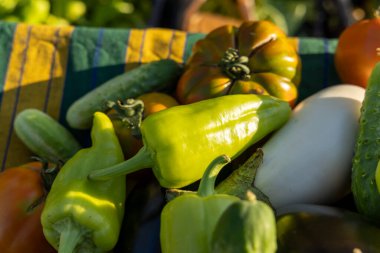 İçinde yeşil biber, salatalık ve domates olan bir sepet sebze. Biberler en büyüğü ve en göze çarpanı, birkaç küçük tanesi etrafa saçılmış. Salatalıklar da görünür.