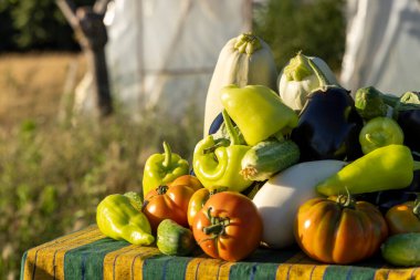 Domates, biber ve kabakla dolu bir masa. Masa yeşil ve sarı bir bezle kaplıdır.