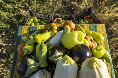 İçinde domates, biber ve kabak olan bir sepet sebze. Sepet masanın üstünde ve sebzeler üst üste yığılmış.