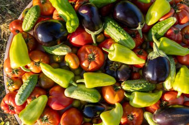 Bir kase sebze, domates, salatalık ve biber. Kase çeşitli sebzelerle dolu, bazıları yeşil, bazıları kırmızı.