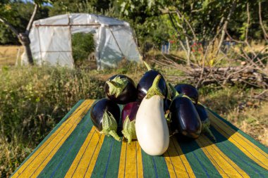 Masada bir sürü patlıcan ve beyaz patlıcan var. Patlıcanların boyutları ve renkleri farklı.