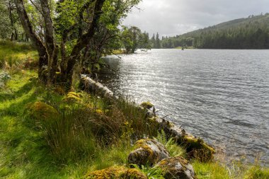 Kıyısında ağaç olan bir göl. Su sakin ve gökyüzü bulutlu.