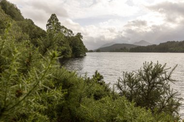 Arka planda orman olan bir göl. Su sakin ve gökyüzü bulutlu.