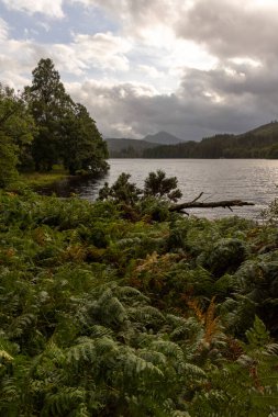 Arka planda göl olan bir orman. Gökyüzü bulutlu ve güneş bulutların arasında parlıyor.