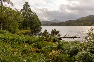 Önünde ağaç olan bir göl. Gökyüzü bulutlu ve su sakin.