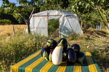 Masada bir sürü patlıcan ve beyaz patlıcan var. Masa arka planda bir serayla bir tarlada.