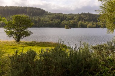 Önünde ağaç olan bir göl. Su sakin ve gökyüzü bulutlu.
