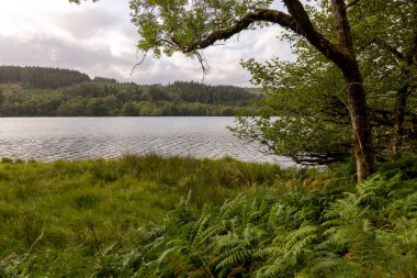 Önünde bir ağaç ve yemyeşil arka planı olan sakin bir göl. Su sakin ve ağaç olay yerine sükunet hissi veriyor.