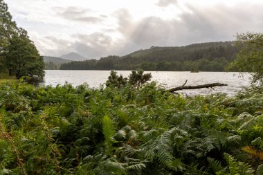 Arka planda göl olan bir orman. Göl sakin ve gökyüzü bulutlu.