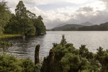 Arka planda ağaçlar ve bulutlu bir gökyüzü olan bir göl. Su sakin ve ağaçlar yemyeşil