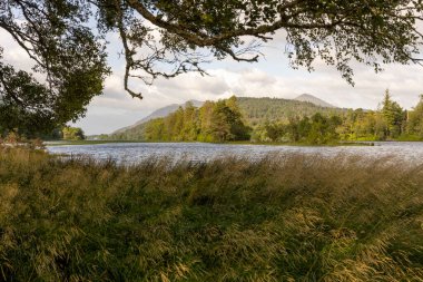Arka planda su birikintisi olan uzun bir çimen tarlası. Gökyüzü bulutlu ve güneş ağaçların arasından parlıyor.