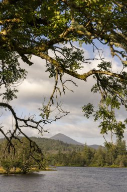 Bir ağaç dalı bir su kütlesinin üzerindedir. Gökyüzü bulutlu ve su sakin.