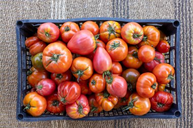 Büyük bir olgun kırmızı domates koleksiyonu siyah bir sepette sergilenir. Domatesler çeşitli boyutlarda ve hepsi görünür ve kolayca ulaşılabilir bir şekilde sıralanmış.