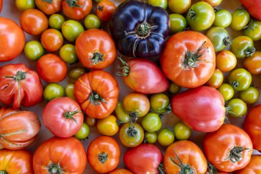Bir sıra halinde bir demet domates ve yeşil domates sergilenir. Domatesler farklı renk ve boyutlarda, canlı ve canlı bir sahne yaratıyorlar. Zenginlik ve tazelik kavramı