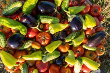 Bir kase sebze, domates, salatalık ve biber. Kase, bazıları yeşil ve bazıları kırmızı olmak üzere çeşitli sebzelerle dolu. Kase yere konur.