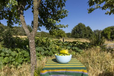 Tarladaki bir masada bir kase sebze oturur. Kase kabak ve diğer sebzelerle dolu. Sahne huzurlu ve huzurlu, sebzeler ve masa huzur veriyor.