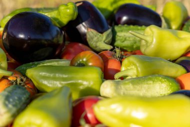 İçinde domates, salatalık ve biber olan sebzeler. Sebzelerin hepsi farklı renk ve boyutlarda.