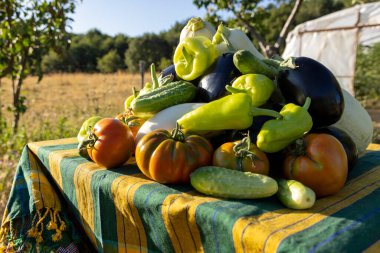 Domatesler, salatalıklar ve biberlerle dolu bir masa. Masa örtüsü çizgili ve sebzeler üstüne yığılmış.
