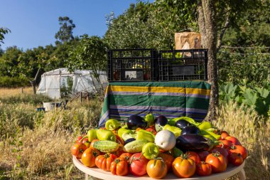 Domates, salatalık ve kabakla dolu bir masa. Masa kuru otlarla çevrili.