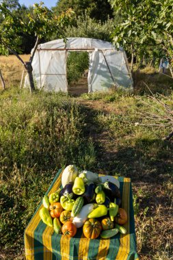 Domates, biber ve kabakla dolu bir masa. Sebzeler toplanıp yenmeye hazır gibi görünecek şekilde düzenlenir. Huzurlu ve huzurlu bir sahne.