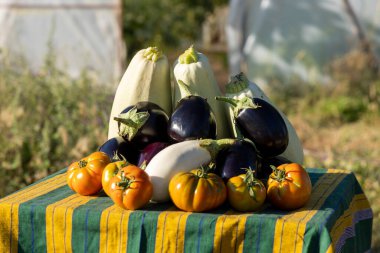 Bir masa domates, patlıcan ve kabak gibi çeşitli sebzelerle kaplıdır. Masa örtüsü çizgili ve sebzeler renkli ve davetkar bir şekilde düzenlenmiş.
