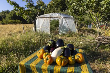 Domates ve patlıcan dahil çeşitli sebzelerle dolu bir masa. Sebzeler renkli ve davetkar bir şekilde düzenlendi.