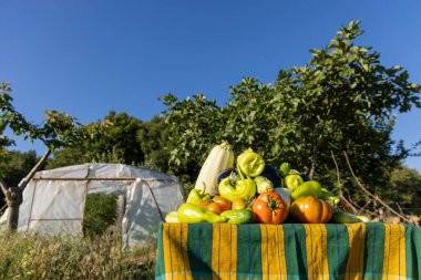 Domates, biber ve kabak gibi çeşitli sebzelerle dolu bir masa. Masa bir seranın önüne kurulmuş.