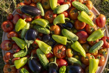 Bir tepsiye yayılmış domates, salatalık ve biber gibi çeşitli sebzeler vardır. Sebzelerin renkleri ve dokuları canlı ve sağlıklı bir sahne yaratıyor.