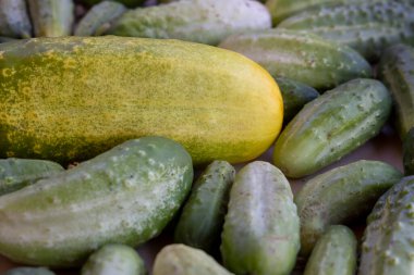 Bir grup salatalık ve bir salatalık sarı, geri kalanı yeşil. Sarı salatalık en büyüğüdür ve diğer salatalıklarla çevrilidir.