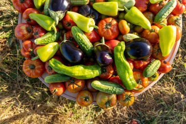 Bir kase sebze, domates, salatalık ve biber. Kase çimenli bir arazide.