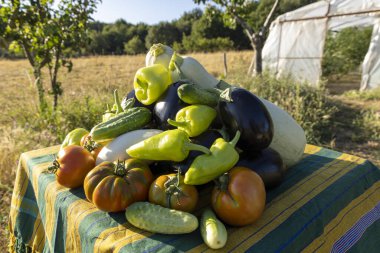 Domatesler, salatalıklar ve biberlerle dolu bir masa. Masa yeşil ve sarı bir bezle kaplıdır.