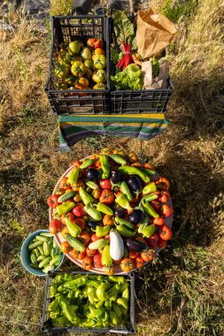 Yerde domates, salatalık ve biber içeren bir sepet sebze var. Olay yeri açık hava, çimenli bir alan ve yakınlarda birkaç torba var.