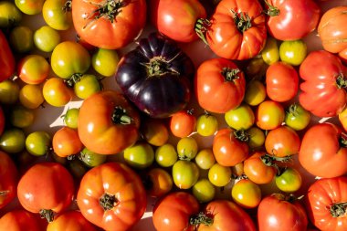 Masada bir demet domates ve yeşil domates var. Domatesler farklı renk ve boyutlarda.