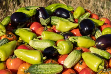 İçinde domates, salatalık ve biber olan bir yığın sebze. Biberler yeşil ve kırmızı, salatalıklar yeşil.