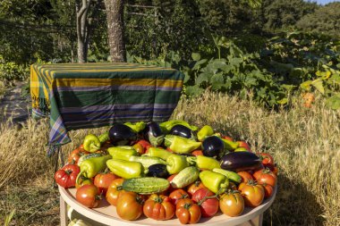 Domatesler, salatalıklar ve biberlerle dolu bir masa. Masa yeşil ve sarı bir bezle kaplıdır.
